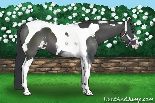 Horse Color:Black Sabino Tobiano 