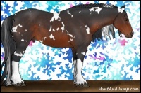 Horse Color:White Spotted Brown