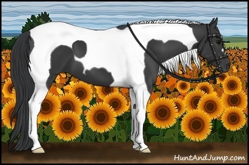 Horse Color:Black Tobiano 