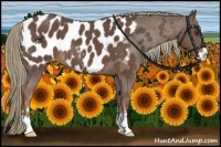 Horse Color:Liver Red Roan Sabino Appaloosa 