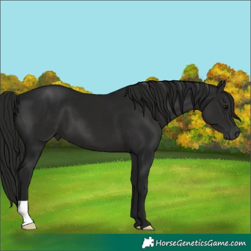 Horse Color:Gray Black 