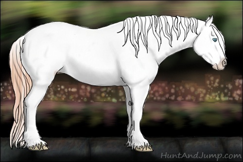 Horse Color:Buckskin Pearl Frame Appaloosa Rabicano