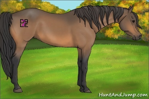Horse Color:Buckskin 