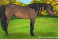 Horse Color:Buckskin Rabicano 