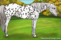 Horse Color:Grullo Appaloosa 