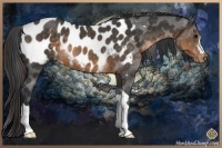 Horse Color:Buckskin Blanket
