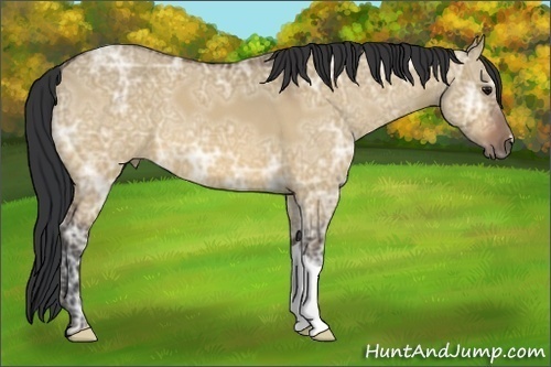 Horse Color:Bay Ice Dun