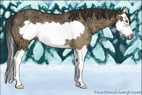 Horse Color:Buckskin Ice Dun Splash Frame Rabicano 