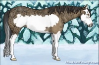 Horse Color:Buckskin Ice Dun Splash Frame Rabicano 