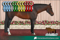 Horse Color:Brown 