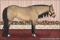 Horse Color:Buckskin Dun 
