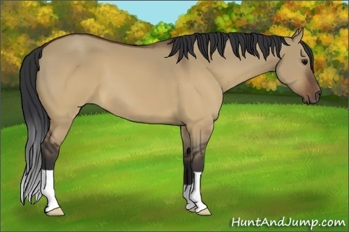 Horse Color:Brown Dun 