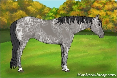 Horse Color:Grullo Ice Sabino