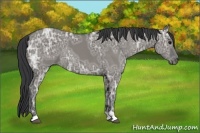 Horse Color:Grullo Ice Sabino 
