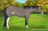 Horse Color:Grullo Sabino