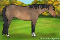 Horse Color:Brown Dun Sabino 