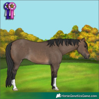 Horse Color:Brown Dun