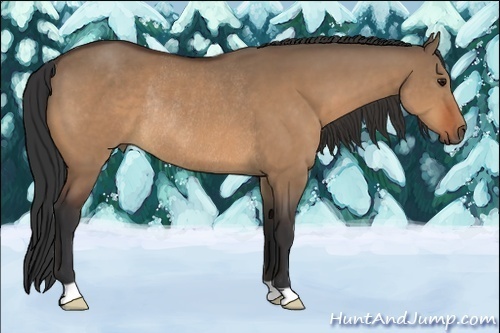 Horse Color:Bay Dun Rabicano 