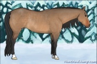 Horse Color:Bay Dun Rabicano 