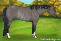 Horse Color:Grullo Rabicano