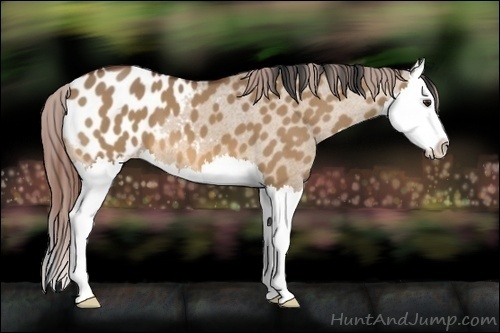 Horse Color:Bay Dun Sabino Splash Appaloosa 