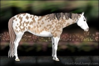 Horse Color:Bay Dun Sabino Splash Blanket