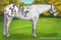 Horse Color:Grullo Appaloosa 