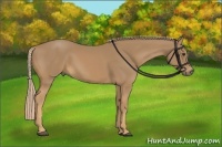 Horse Color:Palomino