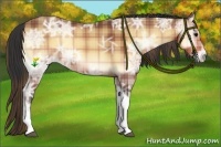 Horse Color:Plaid Buckskin Ice Onyx Tobiano