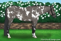 Horse Color:White Spotted Grullo