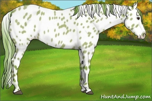 Horse Color:Watercolor Liver Red Dun Roan Near Leopard 