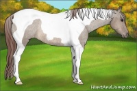 Horse Color:Brown Dun Tobiano Varnish Rabicano 