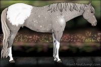 Horse Color:Silver Black Tobiano Appaloosa 