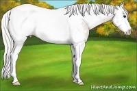 Horse Color:Silver Smoky Grullo Splash Tobiano Appaloosa 
