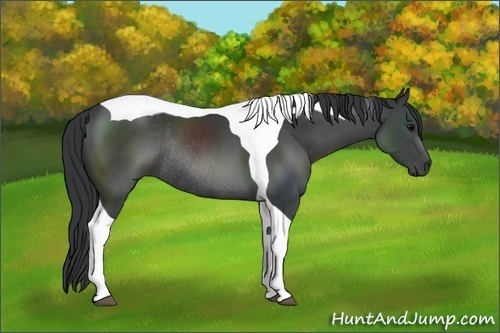 Horse Color:Black Sabino Tobiano Rabicano 