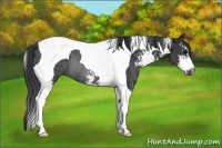 Horse Color:Black Sabino Tobiano Rabicano 