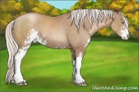 Horse Color:Silver Black Pearl Sabino 