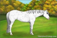 Horse Color:Black Sabino Rabicano