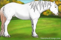 Horse Color:Amber Champagne Appaloosa 
