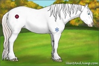 Horse Color:Chocolate Palomino Pearl Appaloosa