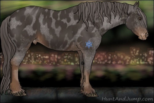 Horse Color:Liver Chestnut Appaloosa 