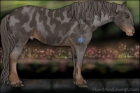 Horse Color:Liver Chestnut Appaloosa 