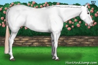Horse Color:Chestnut Appaloosa