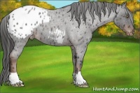 Horse Color:Liver Red Roan Appaloosa 