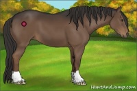 Horse Color:Liver Chestnut 