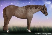 Horse Color:Liver Chestnut Rabicano 