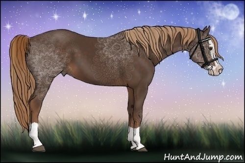 Horse Color:Liver Chestnut Splash
