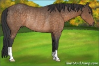 Horse Color:Buckskin Rabicano