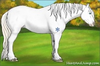 Horse Color:Perlino Snowflake Varnish 