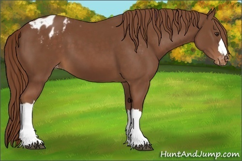 Horse Color:Chestnut Appaloosa 